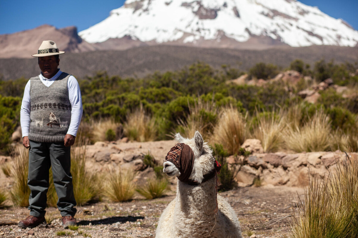 Wilancha Ceremony Celebrated in Tomarapi