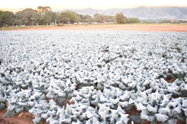 Боливия Зарегистрировала Рекордно Высокие и Низкие Температуры в Мае