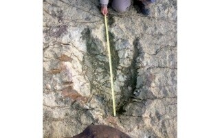 Record Number of Dinosaur Footprints Found in Bolivia